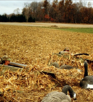 Rondeau Bay: Where Hunting Dreams Take Flight